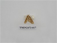 藏品(褐白豔苔蛾)的圖片